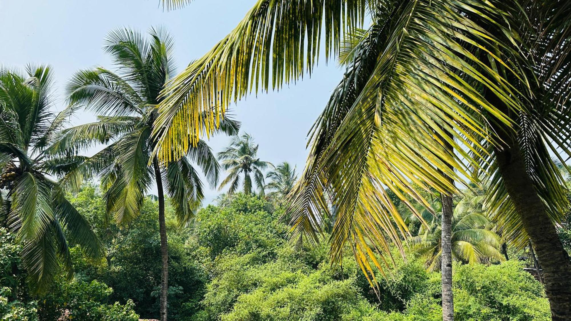 Omkar Wellness Inn Arambol Exterior foto